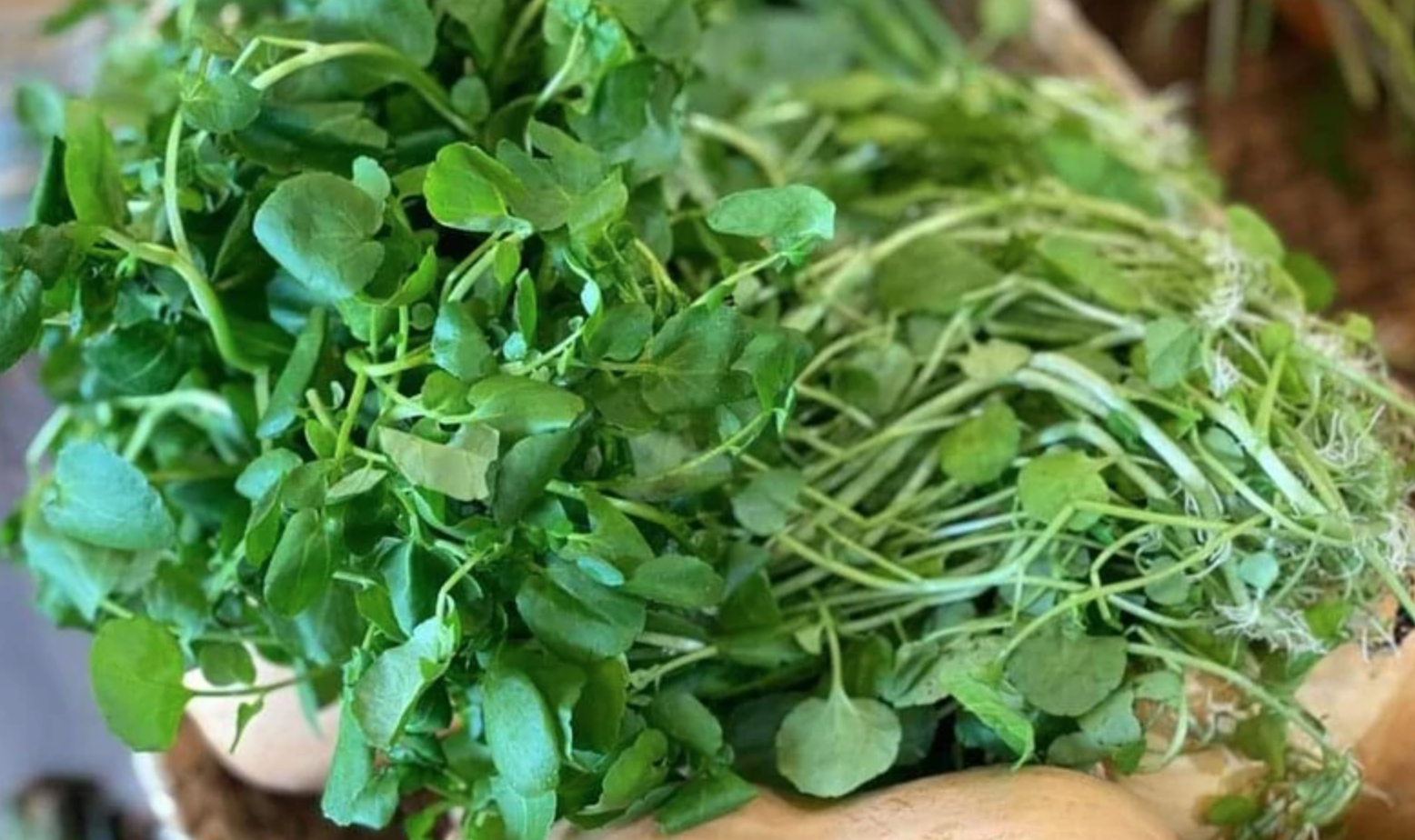 Rau Dại Việt Nam: \'Thần Dược Của Người Nghèo\' Mang Đến Dinh Dưỡng Và Sức Khỏe Vượt Trội