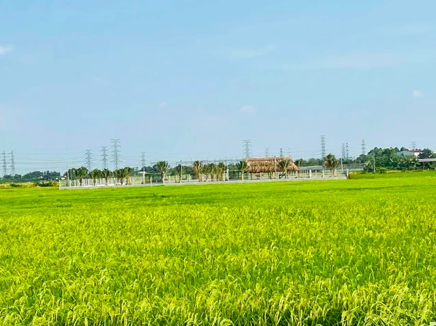Từ ngày 1/8: Những điều cần biết về mua bán và tặng đất trồng lúa