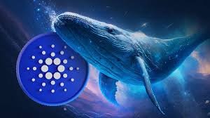 Cá Voi Gom 300 Triệu ADA Khi Giá Cardano Giảm