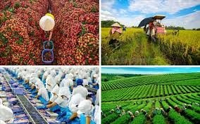 Giá trị nông sản Việt đã sang trang mới